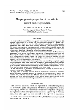 Morphogenetic properties of the skin in axolotl limb