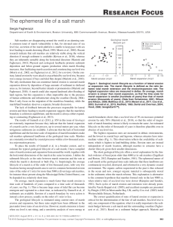 The ephemeral life of a salt marsh