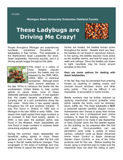 These Ladybugs are Driving Me Crazy!