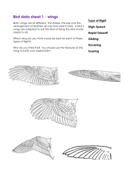 Bird data
