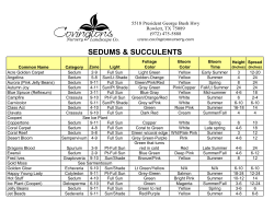 Sedums and Succulents