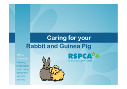 Caring for your Rabbit and Guinea Pig