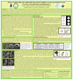 liverwort Fossombronia crassifolia Spruce - Bryophytes