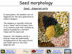 Seed morphology