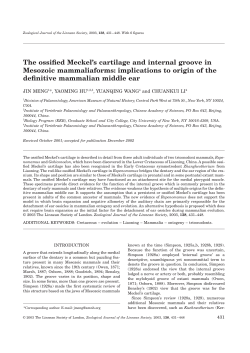 The ossified Meckel`s cartilage and internal groove in Mesozoic