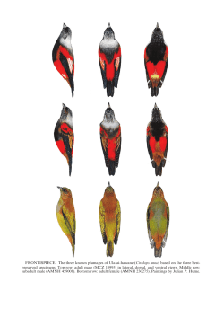 Ciridops - Smithsonian Institution