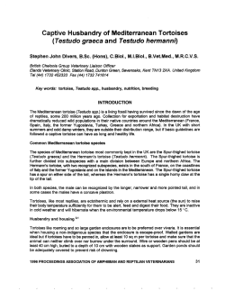 Captive Husbandry of Mediterranean Tortoises