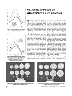 Climate Effects on Grapefruit and Lemons