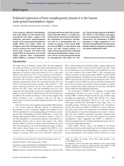 Polarized expression of bone morphogenetic protein