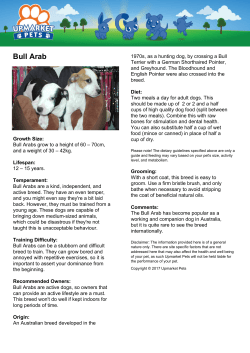 Bull Arab - Upmarket Pets