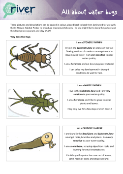 All about water bugs