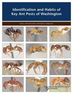 Identification and Habits of Key Ant Pests of Washington