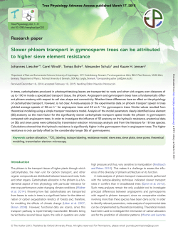 Slower phloem transport in gymnosperm trees