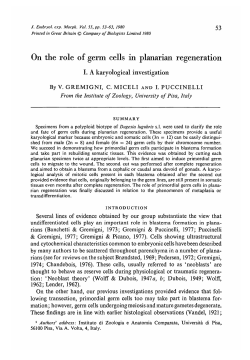 On the role of germ cells in planarian regeneration