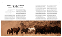 americaN QUarter HorSe