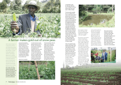 A farmer makes gold out of snow peas