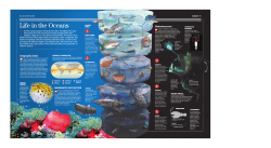 Life in the Oceans