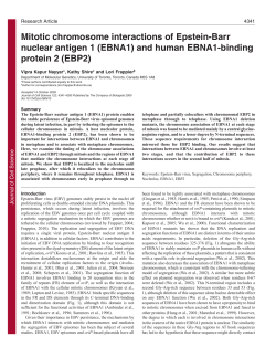 Mitotic chromosome interactions of Epstein