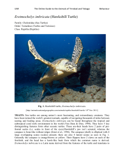 Hawksbill Turtle - UWI St. Augustine