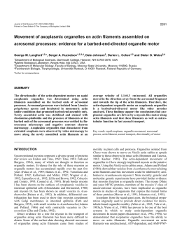 Movement of axoplasmic organelles on actin filaments assembled