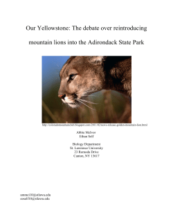 Our Yellowstone: The debate over reintroducing mountain lions into