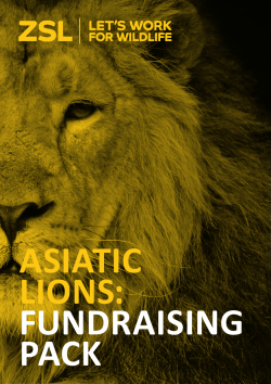 Asiatic Lions Fundraising Pack