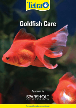 Goldfish Care - Aquatic Design Centre