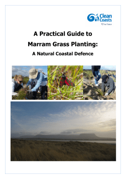 A Practical Guide to Marram Grass Planting