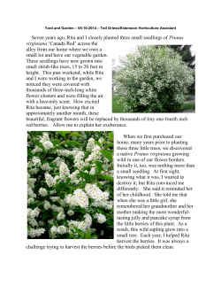 Chokecherry Trees