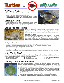 Caring For Your Turtle