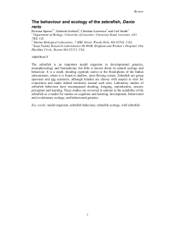 The behaviour and ecology of the zebrafish, Danio rerio