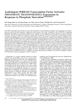 Arabidopsis WRKY45 Transcription Factor