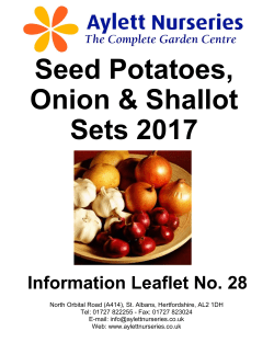 Seed potatoes - Aylett Nurseries