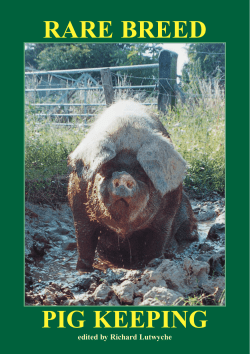 Rare Breed Pig Keeping - Gloucestershire Old Spots Pig Breeders