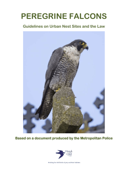 peregrine falcons - Urban Peregrine Projects
