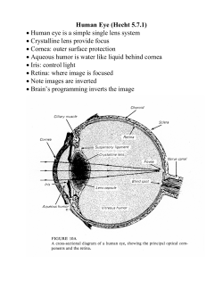 Human Eye (Hecht 5.7.1) &bull; Human eye is a simple single lens
