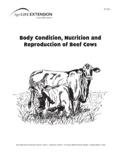 Body Condition, Nutrition and Reproduction of Beef Cows