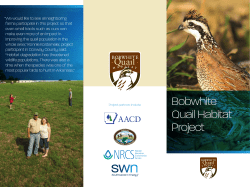 Bobwhite Quail Habitat Project