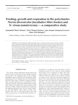 Feeding, growth and respiration in the polychaetes
