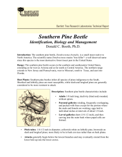 Southern Pine Beetle - Bartlett Tree Experts