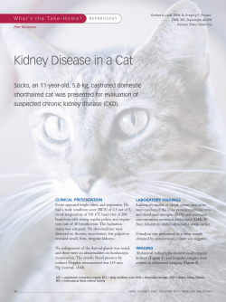 Kidney Disease in a Cat