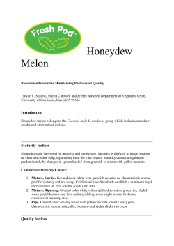 Honeydew Melon