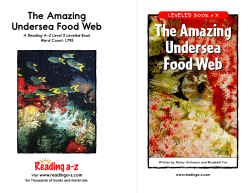 The Amazing Undersea Food Web The Amazing