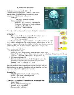 Cnidaria and Ctenophora Cnidaria is pronounced nye-DARE-e