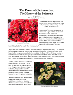 The Flower of Christmas Eve, The History of the Poinsettia.