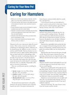 Caring for Hamsters