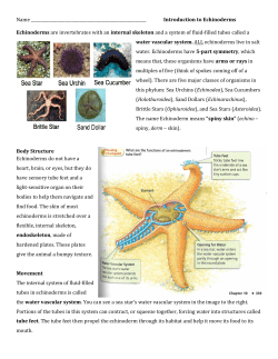 Echinoderm HW