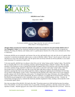Freshwater Jellyfish in NH Lakes!