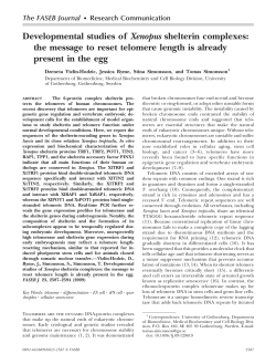 Developmental studies of Xenopus shelterin complexes: the
