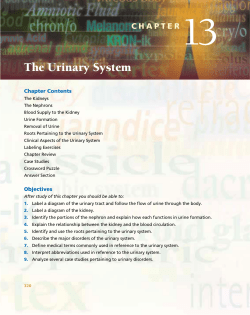 The Urinary System